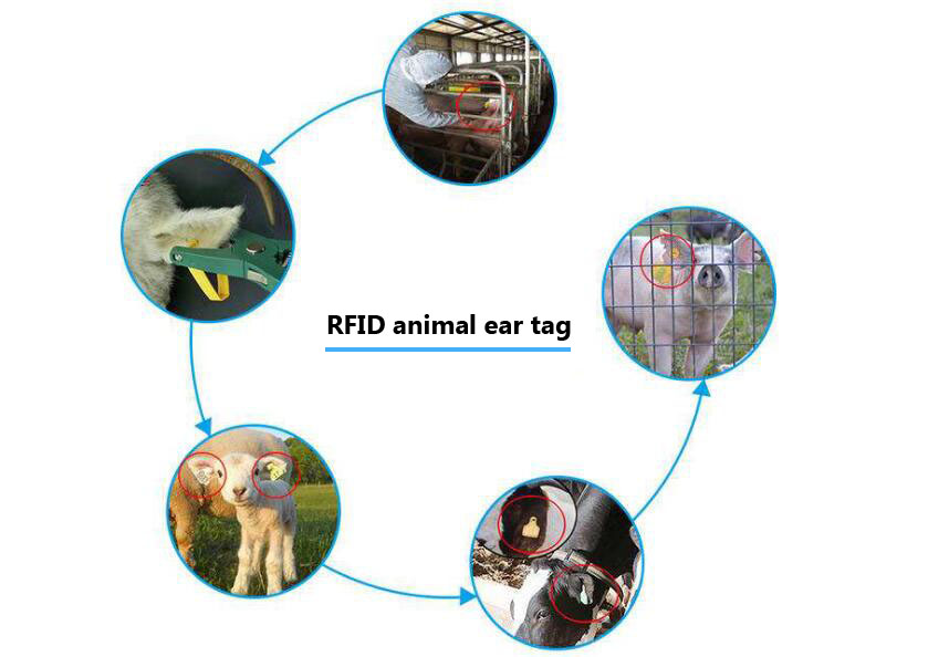 การจัดการการเลี้ยงสัตว์ด้วยเทคโนโลยี RFID เป็นรูปแบบการจัดการทางวิทยาศาสตร์
